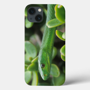 Coques Pour iPhone Mamba vert oriental (Dendroaspis angusticeps)