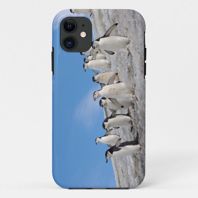 Coques Case-Mate iPhone Manchots à collier | Pygoscelis Antarctica (Dos)