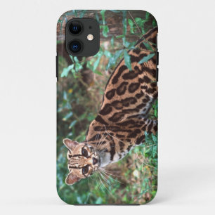 Coques Pour iPhone Margay, Leopardus wiedi, Originaire du Mexique jus