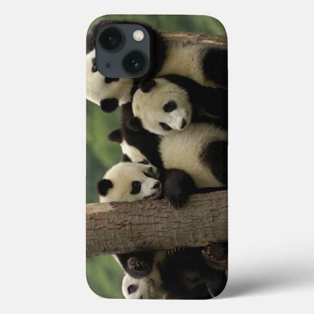 Coques Case-Mate iPhone Melanoleuca d'Ailuropoda de bébés de panda géant) (Verso)