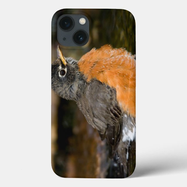 Coques Case-Mate iPhone Merle américain se baignant 2 (Verso)