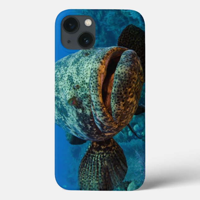 Coques Case-Mate iPhone Mérou atlantique de Goliath (Verso)
