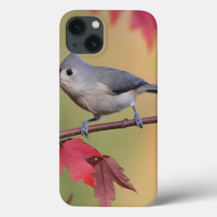 iPhone 13 Case Mésanges tuftées