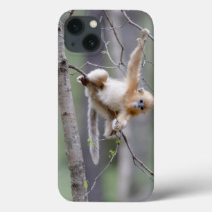 Case-Mate iPhone Case Mignon singe doré au museau retroussé sur des bran