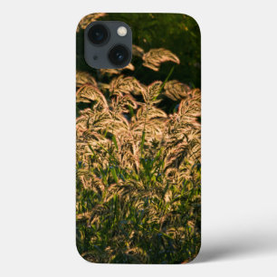 Coques Pour iPhone Millet sauvage (Panicum Sp.) Cultivation En Mer