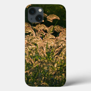 Coques Pour iPhone Millet sauvage (Panicum Sp.) poussant dans une zon