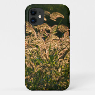 Coque Case-Mate Pour iPhone Millet sauvage (Panicum Sp.) poussant dans une zon