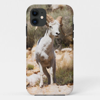 Coque iPhone 11 Moutons blancs de la famille