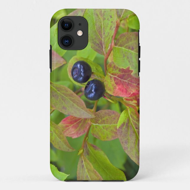 Coques Case-Mate iPhone Myrtille mûre dans le Flathead National (Dos)
