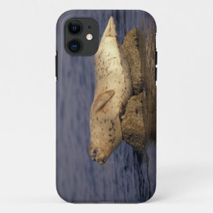 Case-Mate iPhone Case N.A., États-Unis, Californie, Monterey.  Phoque co