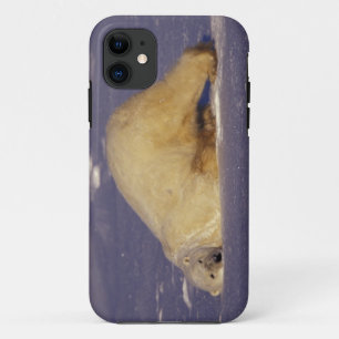 Etui iPhone Case-Mate NA, Canada, Manitoba, Churchill, Ours polaire