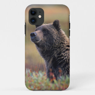 Coque iPhone 11 NA, États-Unis, Alaska, Parc national Denali, Ours