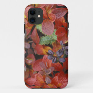 Coque iPhone 11 NA, USA, Alaska. Parc national de Denali. Bearberr