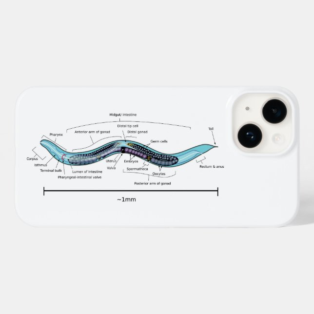 Coques Case-Mate iPhone Nématode hermaphrodite Caenorhabditis elegans (Verso (horizontal))