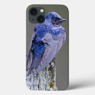 Coque Case-Mate iPhone Nid de Martin-purple mâle au-dessus du lac Sammami