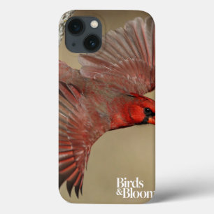 Etui iPhone 13 Northern Cardinal In Flight