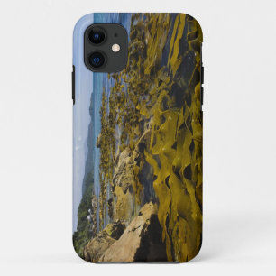 Coque Case-Mate iPhone Nouvelle-Zélande, Southland, île Stewart. Kelp