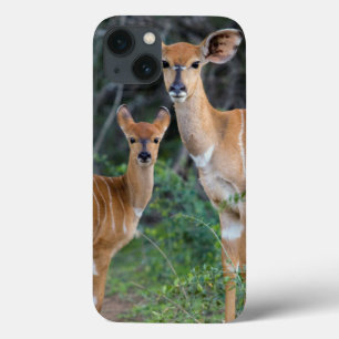 iPhone 13 Coque Nyala (Tragelaphus Angazii) With Young, Ndumo
