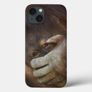Etui iPhone 13 Orang-outan de Sumatra, Pongo pygmaeus