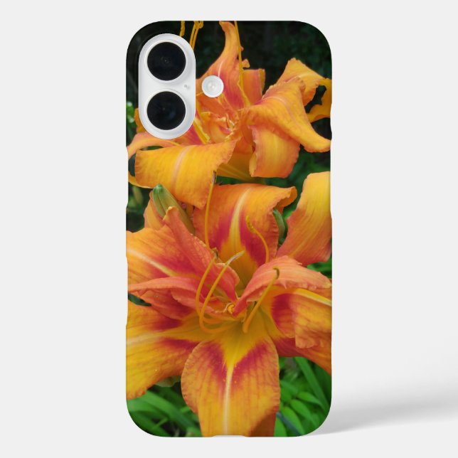 Coques Case-Mate iPhone Orange Daylily Blooms (Verso)