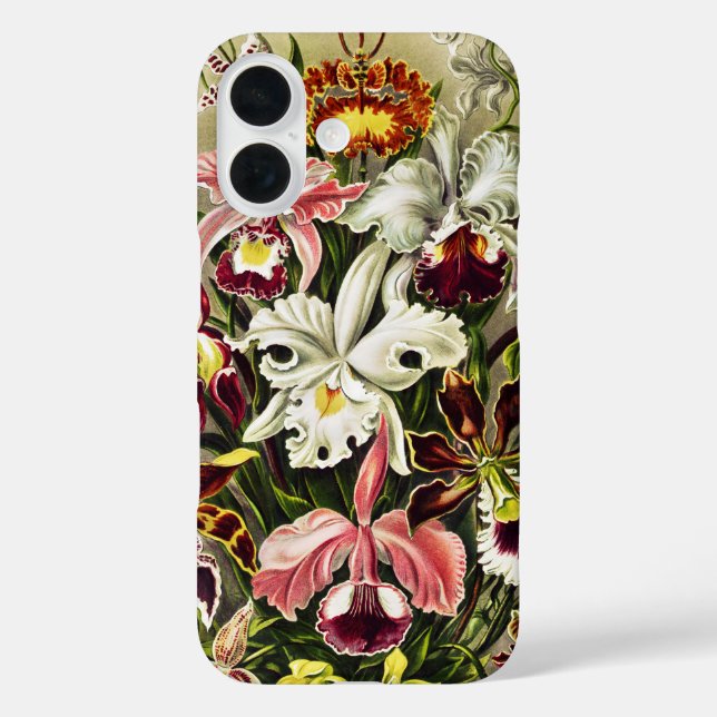 Coques Case-Mate iPhone Orchidées, Orchidée Denusblumen Ernst Haeckel (Verso)