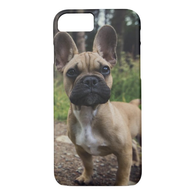 Coques Case-Mate iPhone Oreiller à lancer de chien de taureau français (Dos)