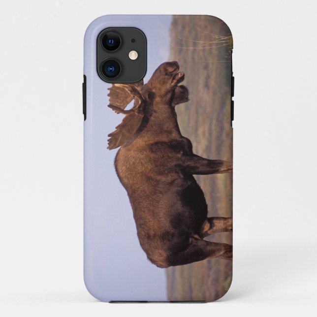 Coques Case-Mate iPhone orignal, Alces alces, taureau avec grands bois (Dos)