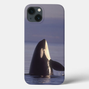 iPhone 13 Coque Orque (Orque orque) spyhopping près