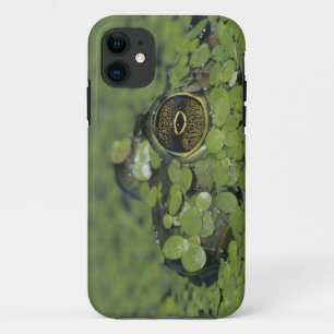Coque Case-Mate Pour iPhone Ouaouaron, Rana catesbeiana, adulte dans la lentil