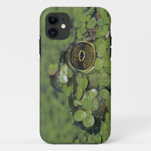 Case-Mate iPhone Case Ouaouaron, Rana catesbeiana, adulte dans la lentil