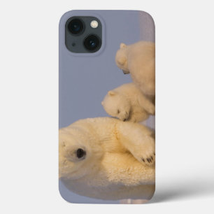 iPhone 13 Case ours blanc, maritimus d'Ursus, truie avec 3
