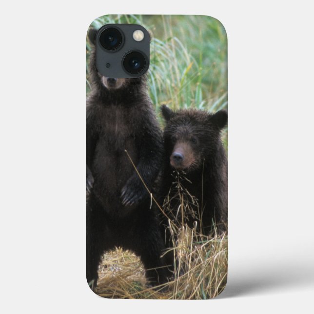 Coques Case-Mate iPhone ours brun, Ursus arctos, grizzly, Ursus 7 2 (Verso)