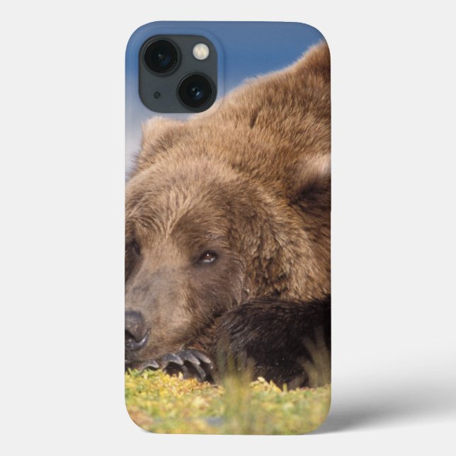 Coques Case-Mate iPhone ours brun, Ursus arctos, grizzly, Ursus 8 (Verso)