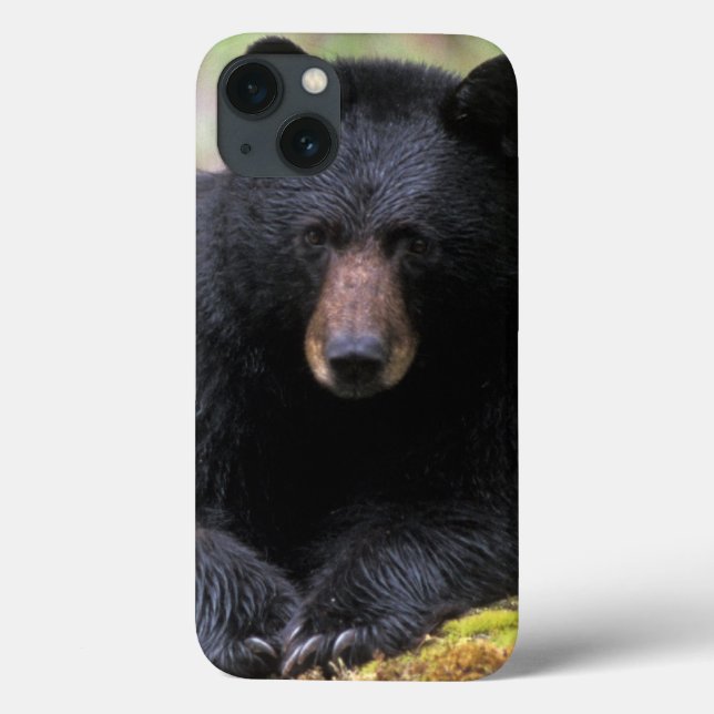 Coques Case-Mate iPhone Ours noir sur une vieille bille de bois dans la (Verso)