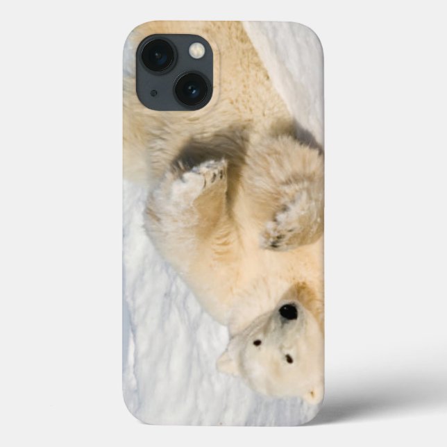 Coques Case-Mate iPhone Ours polaire près de la baie d'Hudson (Verso)