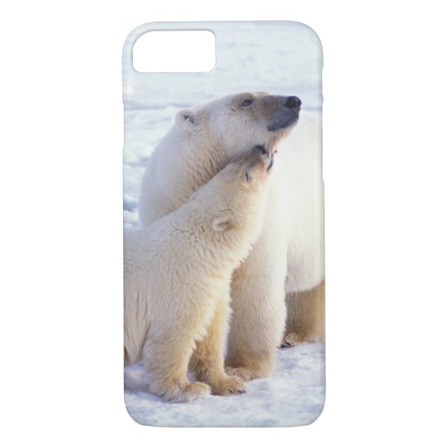 Coques Case-Mate iPhone Ours polaire semé avec un petit, emballer (Dos)