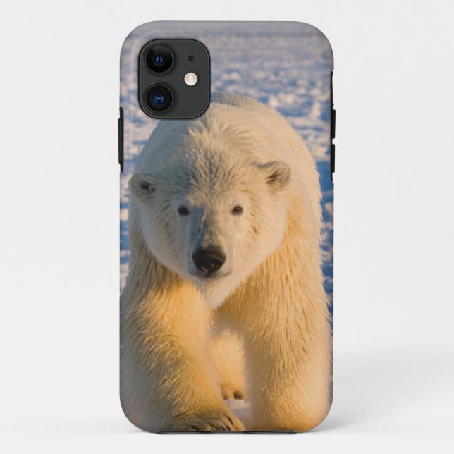 Coques Case-Mate iPhone ours polaire, Ursus maritimus, ours polaire sur gl (Dos)
