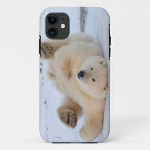 Coques Pour iPhone ours polaire, Ursus maritimus, ourson roulant 3
