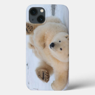 iPhone 13 Coque ours polaire, Ursus maritimus, ourson roulant 3