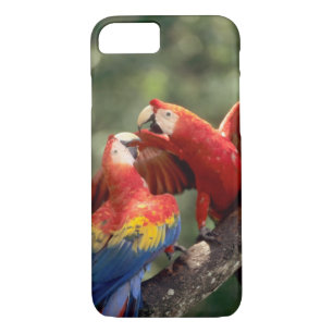 Coque iPhone 8/7 Paire de Scarlet Macaws