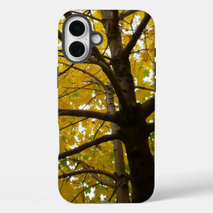Coques iPhone 16 Plus Paire d'érables jaunes Automne Nature