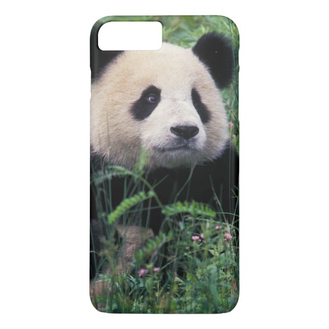 Coques Case-Mate iPhone Panda géant dans l'herbe, vallée de Wolong, Sichua (Dos)