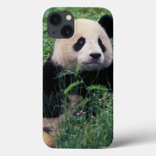 Etui iPhone Case-Mate Panda géant dans l'herbe, vallée de Wolong, Sichua