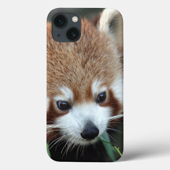 Coques Case-Mate iPhone Panda rouge, zoo de Taronga, Sydney, Australie (Verso)