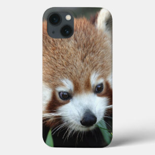 iPhone 13 Case Panda roux, Taronga Zoo, Sydney, Australie