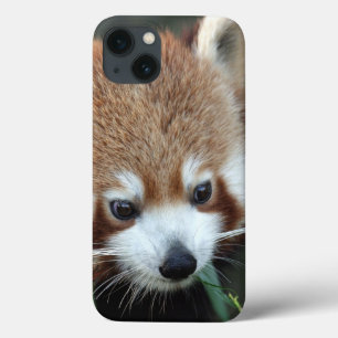Coques Pour iPhone Panda roux, Taronga Zoo, Sydney, Australie