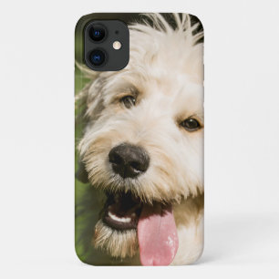 Case-Mate iPhone Case Panneaux de coquelicot de Goldendoodle