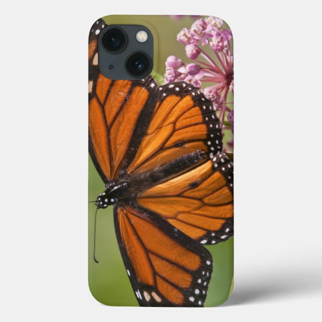 Coques Case-Mate iPhone Papillon monarque mâle sur Asclépiade incarnate (Verso)