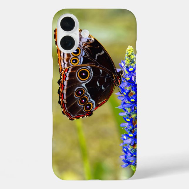 Coques Case-Mate iPhone Papillon morpho bleu sur une orchidée de marais (Verso)