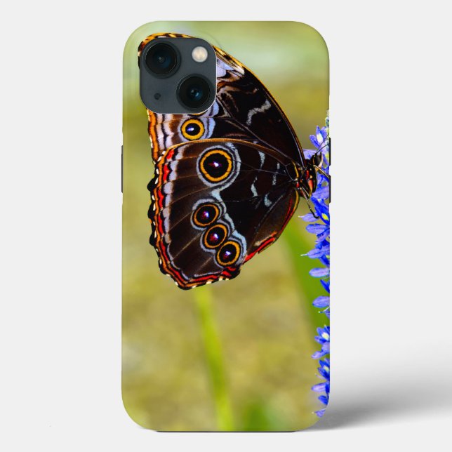 Coques Case-Mate iPhone Papillon morpho bleu sur une orchidée de marais (Verso)